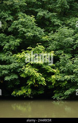 Vertikale Aufnahme eines von Bäumen und Grün umgebenen Sees Stockfoto