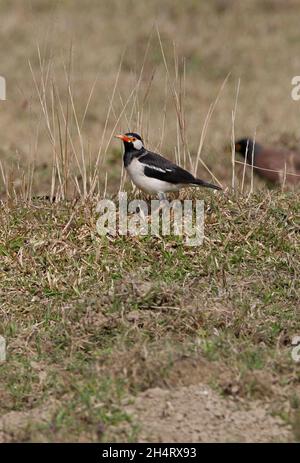 Asiatische Rattenstarling (Gracupica contra contra) Erwachsene Fütterung im Grasfeld Chitwan, Nepal Januar Stockfoto