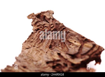 Dbark von Pinus canariensis, feuerbeständige Kanarienkiefer, durch Waldbrand beschädigt und folglich durch Barkenkäfer natürlicher Hintergrund entwickelt mit Darkta Stockfoto