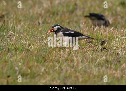 Asian Pied Starling (Gracupica contra contra) Erwachsener zu Fuß im Grasfeld Koski Tappu, Nepal Januar Stockfoto