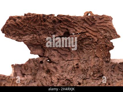 Dbark von Pinus canariensis, feuerbeständige Kanarienkiefer, durch Waldbrand beschädigt und folglich durch Barkenkäfer natürlicher Hintergrund entwickelt mit Darkta Stockfoto