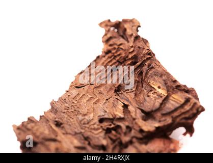 Dbark von Pinus canariensis, feuerbeständige Kanarienkiefer, durch Waldbrand beschädigt und folglich durch Barkenkäfer natürlicher Hintergrund entwickelt mit Darkta Stockfoto