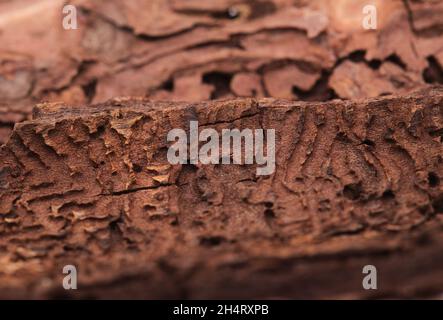 Dbark von Pinus canariensis, feuerbeständige Kanarienkiefer, durch Waldbrand beschädigt und folglich durch Barkenkäfer natürlicher Hintergrund entwickelt mit Darkta Stockfoto