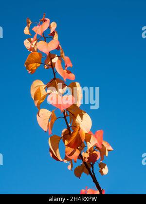 Die herbstliche Farbe hinterlässt auf einem Ast eines Kirschbaums gegen den klaren blauen Himmel Stockfoto