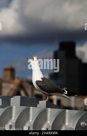 Vertikale Aufnahme einer kleineren Möwe mit schwarzer Rückendeckung Stockfoto