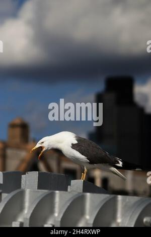 Vertikale Aufnahme einer kleineren Möwe mit schwarzer Rückendeckung Stockfoto