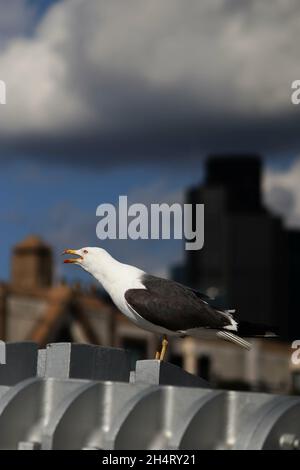 Vertikale Aufnahme einer kleineren Möwe mit schwarzer Rückendeckung Stockfoto