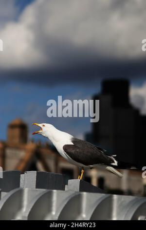 Vertikale Aufnahme einer kleineren Möwe mit schwarzer Rückendeckung Stockfoto