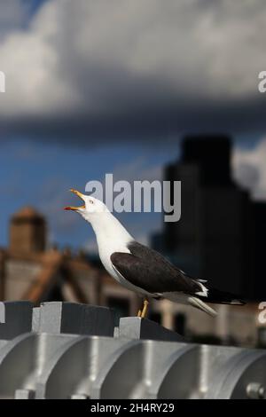 Vertikale Aufnahme einer kleineren Möwe mit schwarzer Rückendeckung Stockfoto