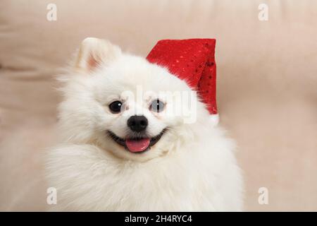 Netter weißer Hund Pommern in rotem weihnachtsmann Hut für weihnachten. Stockfoto