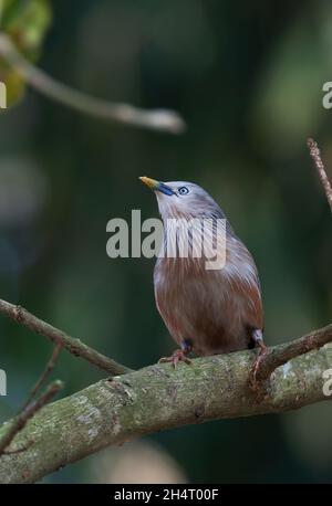 Kastanienschwanzstarling (Sturnia malabarica malabarica) Erwachsener, der auf dem Zweig Dibru-Saikhowa NP, Assam, Indien, thront Februar Stockfoto