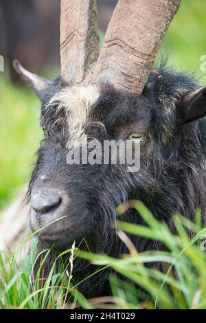 Nahaufnahme einer großen, wilden, männlichen walisischen Bergziege, die draußen isoliert im Snowdonia National Park, Wales, Großbritannien, sitzt. Stockfoto