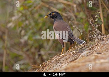 Gewöhnlicher Myna (Acridotheres tristis tristis)-Erwachsener, der auf dem Erdufer Koshi Tappu, Nepal, steht Februar Stockfoto