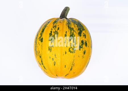 Kleine Kürbisse verschiedener Formen und Sorten isoliert auf weißem Hintergrund. Studio Photo Stockfoto