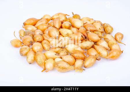 Kleine holländische Zwiebelsätze für die Pflanzung im Boden. Studio Photo Stockfoto