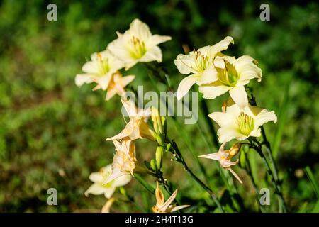 Elfenbeinweiße Blüten der Hemerocallis Arctic Snow Pflanze, bekannt als Taglilie, Lilium oder Lily Pflanze in einem britischen Cottage Stil Garten an einem sonnigen Sommertag, Stockfoto