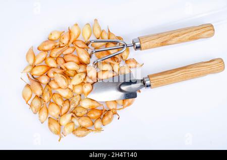 Kleine holländische Zwiebelsätze für die Pflanzung im Boden. Studio Photo Stockfoto