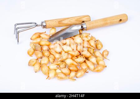 Kleine holländische Zwiebelsätze für die Pflanzung im Boden. Studio Photo Stockfoto