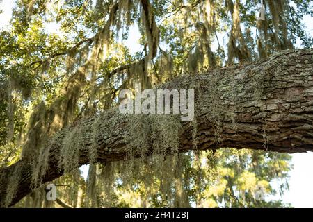 Spanische Moos drapierte Bäume sind ein legendäres und allgegenwärtiges Merkmal in der Tiefebene von South Carolina. Stockfoto