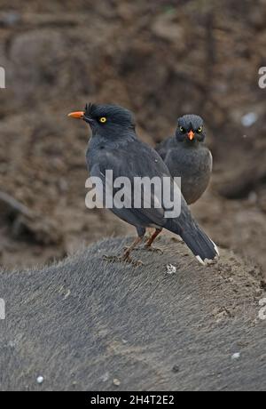 Jungle Myna (Acridotheres fuscus fumidus) zwei Erwachsene, die auf verwundeten Wasserbüffeln standen und sich an Wunden ernährten, Kaziranga NP, Assam, Indien Stockfoto