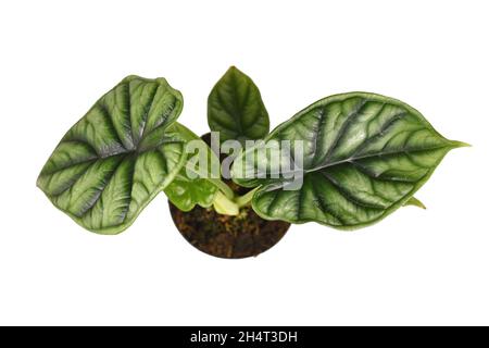 Draufsicht auf topische 'Alocasia Baginda Dragon Scale'-Zimmerpflanze im Blumentopf auf weißem Hintergrund Stockfoto