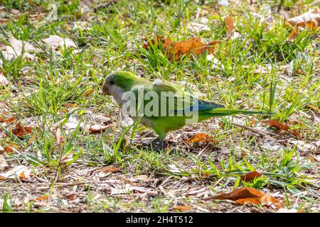 Der Mönchssittich (Myiopsitta monachus), auch Quaker-Papagei genannt, ist eine Art echter Papagei. Es ist ein kleiner, leuchtend-grüner Papagei mit einem Graupapagei Stockfoto