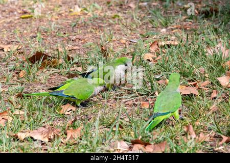 Der Mönchssittich (Myiopsitta monachus), auch Quaker-Papagei genannt, ist eine Art echter Papagei. Es ist ein kleiner, leuchtend-grüner Papagei mit einem Graupapagei Stockfoto