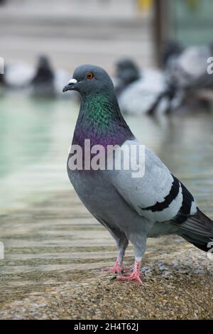 Graue Stadttaube. Taubenvögel. Stadtvögel. Taube Trinkwasser. Stockfoto