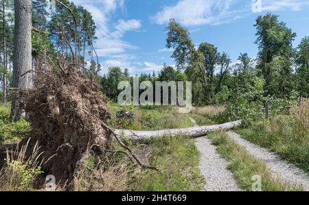 Entwurzelter Buchenstamm mit Wurzeln oder Lehm auf Waldweg. Im Sommersturm ist die unbefestigte Straße durch einen umgestürzten Baum blockiert. Gefährliche gebogene Linde. Blauer Himmel. Stockfoto