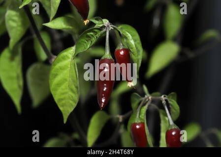 Scharfe Chilischote auf der Weinrebe Stockfoto