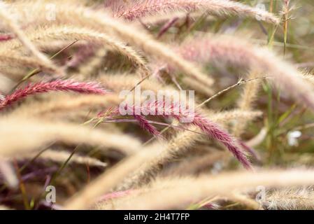 Cortaderia selloana, allgemein bekannt als Pampas Gras. Ähren von trockenem Gras sind in beige und rosa Farben getönt. Selektiver Fokus. Stockfoto