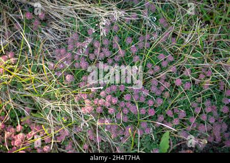 Nahaufnahme des Thymus praecox, der am Myvatyn Diamond Circle Island wächst Stockfoto