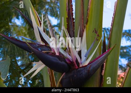 Nahaufnahme der violetten und weißen Blüten einer wilden Banane oder Strelitzia nicolai, die in einem Stadtgarten gepflanzt wurde Stockfoto