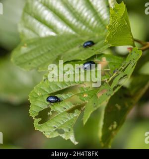 Erlenblattkäfer (Agelastica alni). Erlenbefall mit Käfer und Löchern in Erlenblättern. West Yorkshire, Großbritannien Stockfoto