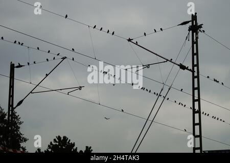 Vögel auf einer Oberleitung Stockfoto