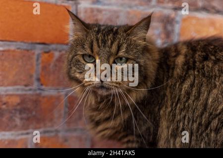 Braun gestromt kleine Katze mit großen Ohren auf Holztisch mit rotem Backstein Hintergrund Stockfoto