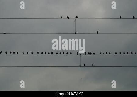 Vögel auf einer Oberleitung Stockfoto