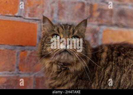 Braun gestromt kleine Katze mit großen Ohren auf Holztisch mit rotem Backstein Hintergrund Stockfoto