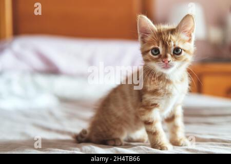 Nahaufnahme, schöne Ingwer-Kätzchen Posen im Bett. Konzept der Sammlung von Haustieren und niedlichen Tieren Stockfoto