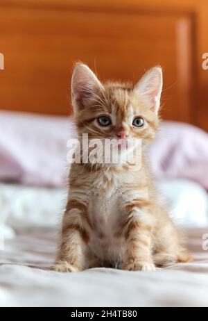 Nahaufnahme, schöne Ingwer-Kätzchen Posen auf dem Bett. Konzept der Sammlung von Haustieren und niedlichen Tieren Stockfoto