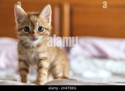 Nahaufnahme niedlichen Ingwer Kätzchen Pose im Bett. Konzept zur Sammlung von Haustieren und Cutie-Tieren Stockfoto