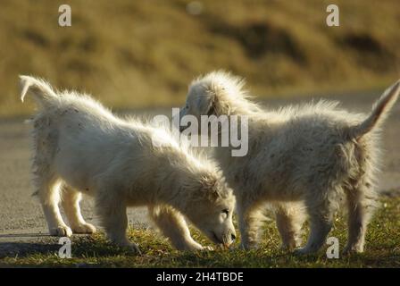 Abruzzese Schäferhund Welpen spielen Stockfoto