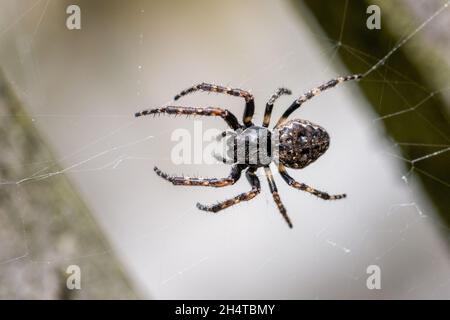 Walnussorb-Weberspinne, Nuctenea umbraca, im Internet, West Yorkshire, Großbritannien Stockfoto