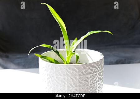 Spinnenpflanze im weißen Topf unter Sonnenschein. Zimmerpflanzen. Stockfoto