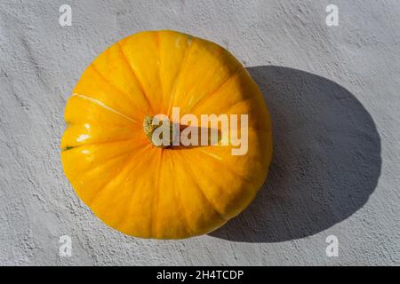 Gelbe runde Kürbisse isoliert auf einem grauen Hintergrund an einem sonnigen Tag. Erntezeit. Stockfoto