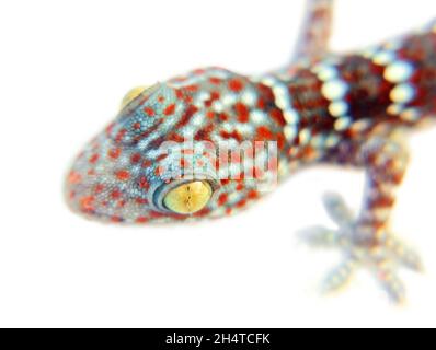 Ein grauer Toki Gecko (Gekko Gecko) auf weißem Hintergrund isoliert Stockfoto