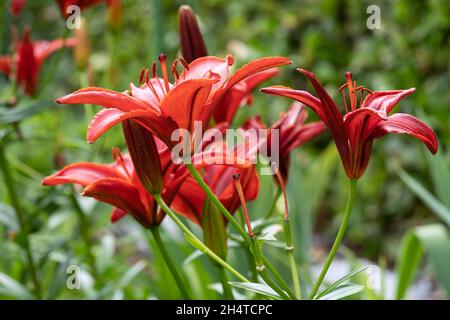 Asiatische Lilie (Lilium asiatische), Nahaufnahme der Blüte Stockfoto