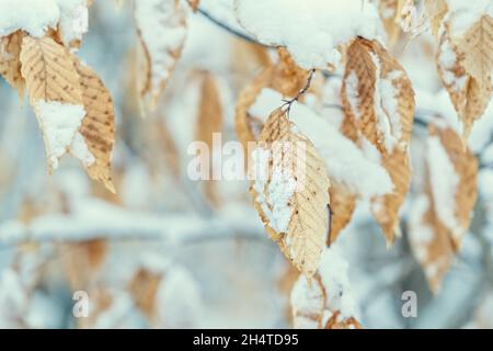 Getrocknete Buchenblätter im Winterwald. Stockfoto