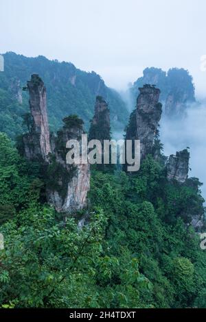 Morgennebel in den Quarzit-Sandsteinsäulen des Tianzi-Gebirges im Zhangjiajie National Forest Park, China. Stockfoto