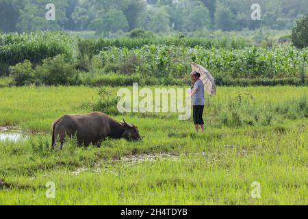 Eine ältere Chinesin mit ihrem Sonnenschirm grast ihren Wasserbüffel auf einem Farmfeld in der Nähe von Xingping, China. Stockfoto
